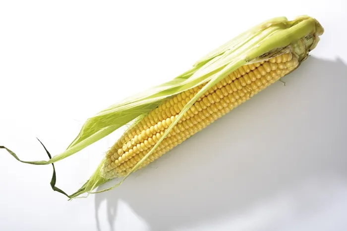 Framed Print : Fresh Corncob Print Framed Print : Fresh Corncob Print