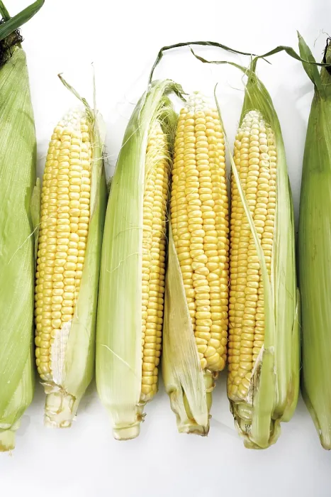 Framed Print : Fresh Corncobs Print Framed Print : Fresh Corncobs Print
