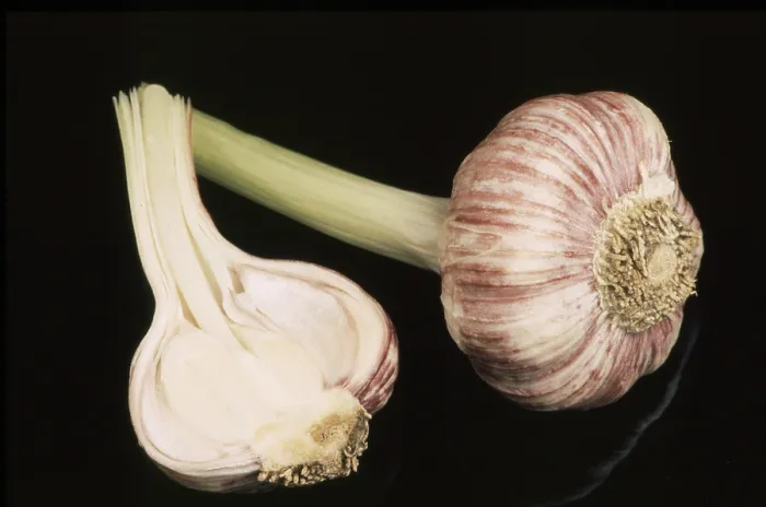 Framed Print : Fresh Garlic Print Framed Print : Fresh Garlic Print