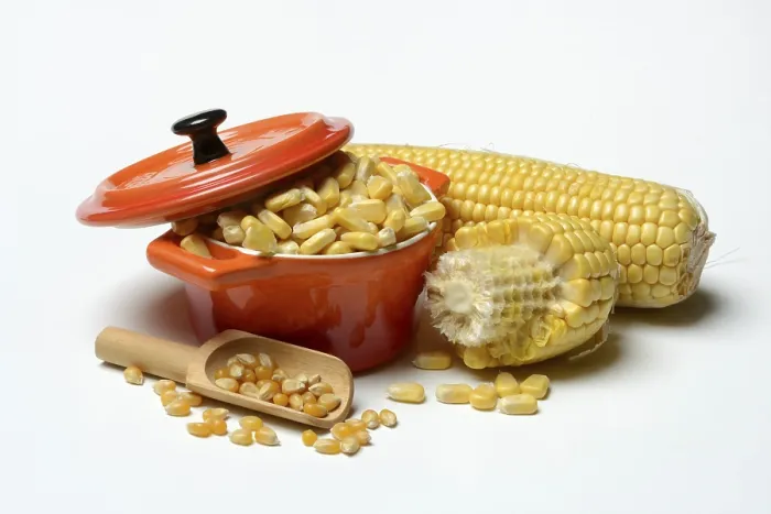 Framed Print : Fresh and Dried Maize Kernels Print Framed Print : Fresh and Dried Maize Kernels Print