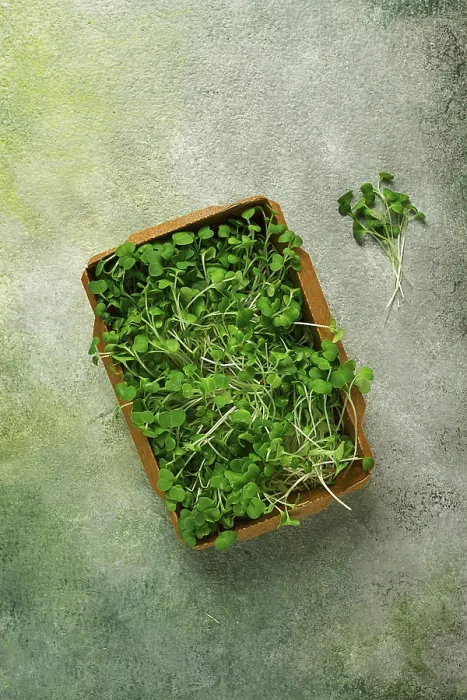 Framed Print : Fresh Micro-Greenery Print, Top View Framed Print : Fresh Micro-Greenery Print, Top View