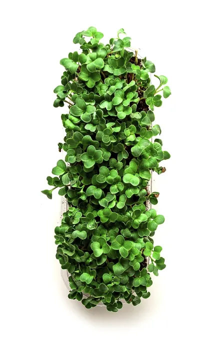 Framed Print : Fresh Micro-Greenery Print, Top View Framed Print : Fresh Micro-Greenery Print, Top View