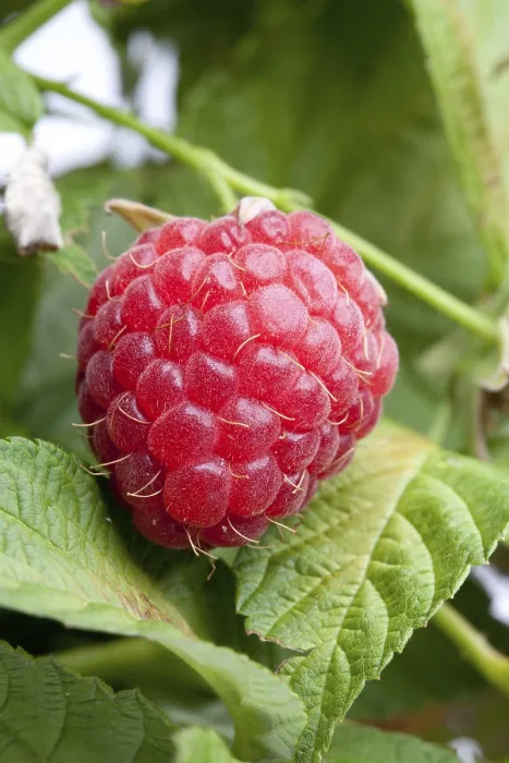 Framed Print : Fresh Raspberries Print