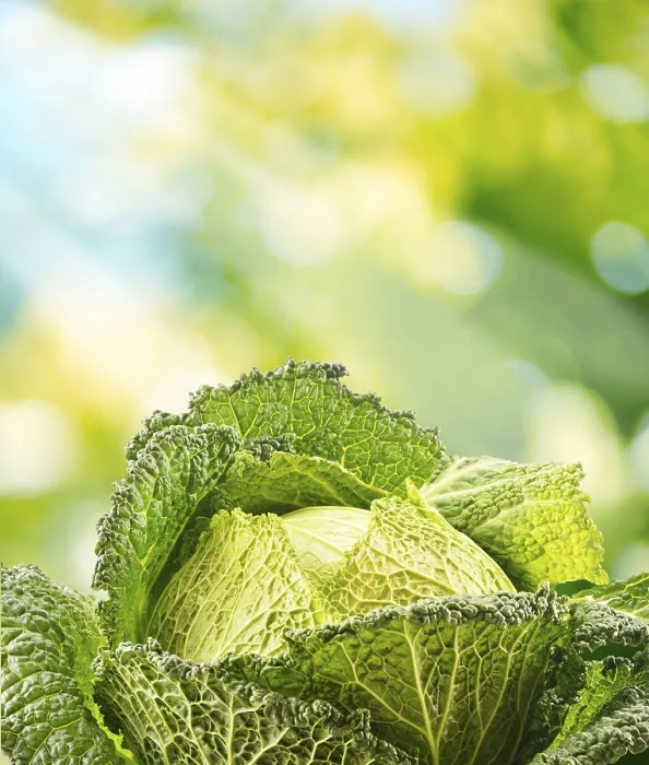Framed Print : Fresh Raw Cabbage in the Garden Print Framed Print : Fresh Raw Cabbage in the Garden Print