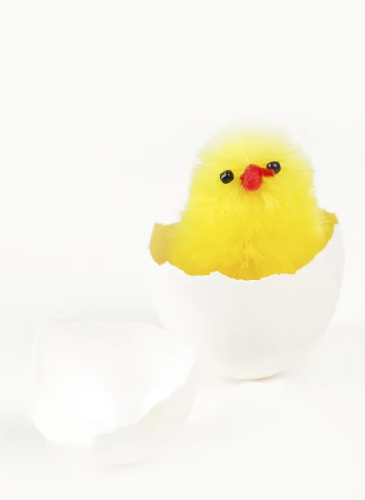 Framed Print : Freshly Hatched Chick Print Framed Print : Freshly Hatched Chick Print
