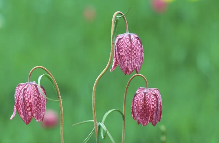 Framed Print : Fritillary Fritillary Print Framed Print : Fritillary Fritillary Print