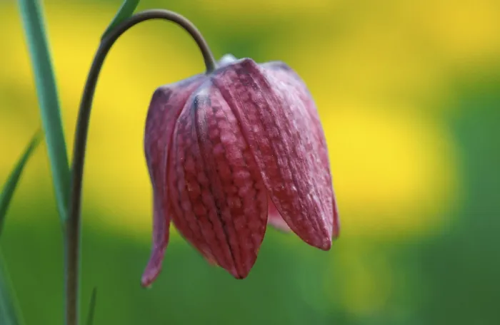 Framed Print : Fritillary Fritillary Print Framed Print : Fritillary Fritillary Print