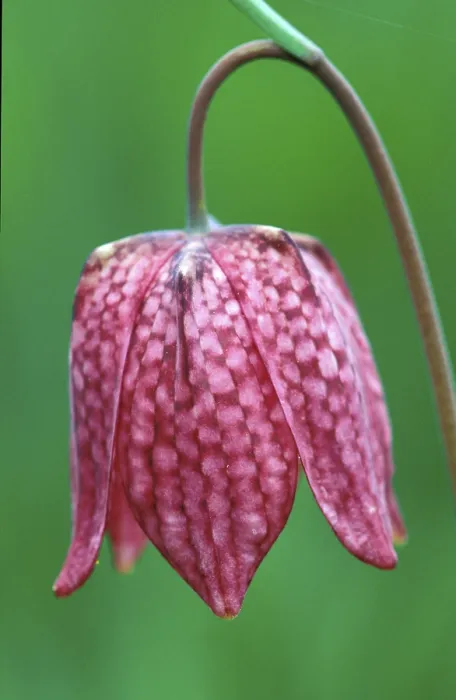 Framed Print : Fritillary Fritillary Print Framed Print : Fritillary Fritillary Print