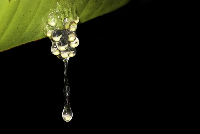 Framed Print : Frog Spawn Dropping from a Leaf Print Framed Print : Frog Spawn Dropping from a Leaf Print