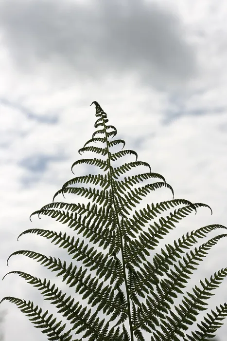 Framed Print : Print of Frond, Tropical Plant with Large Leaves Framed Print : Print of Frond, Tropical Plant with Large Leaves