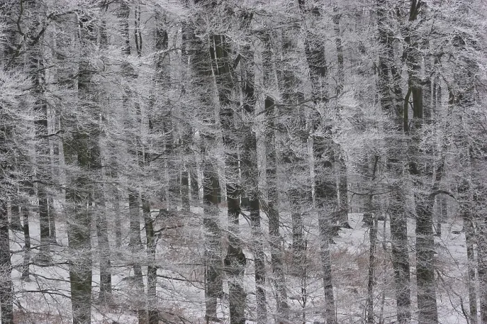 Framed Print : Frost Covered Forest Print Framed Print : Frost Covered Forest Print