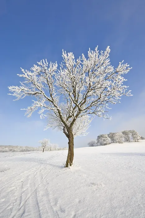 Framed Print : Frost-covered fruit tree, Schwarzensee Print Framed Print : Frost-covered fruit tree, Schwarzensee Print