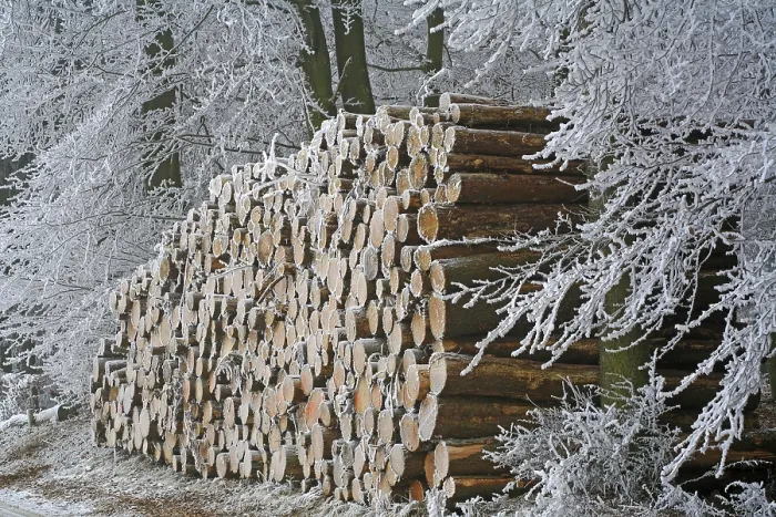 Framed Print : Frost-Covered Logs Print, Westerwald Forest Path Framed Print : Frost-Covered Logs Print, Westerwald Forest Path