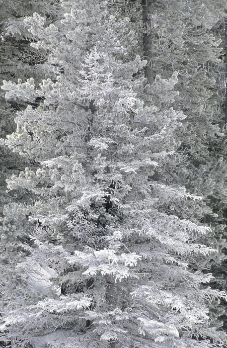 Framed Print : Frost-Covered Tree Print Framed Print : Frost-Covered Tree Print