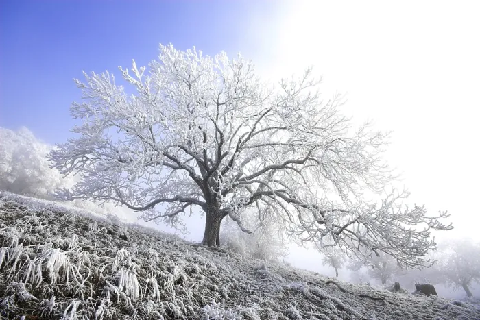 Framed Print : Frost-covered Tree Print, Hegau Region, Germany