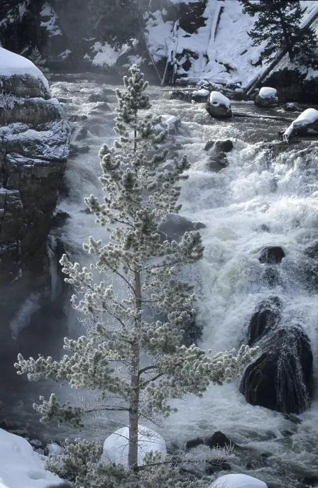 Framed Print : Frost Solidified Tree Print Before Waterfall Framed Print : Frost Solidified Tree Print Before Waterfall