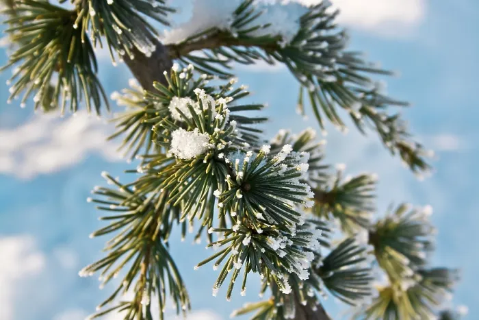 Framed Print : Frosted Pine Tree Branch Print Framed Print : Frosted Pine Tree Branch Print