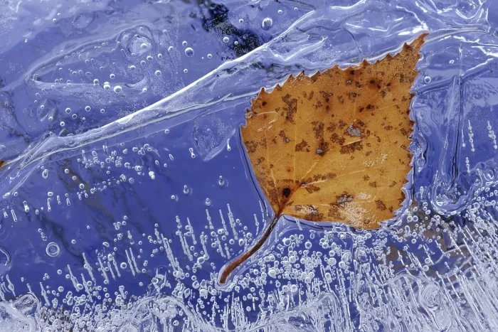 Framed Print : Frozen Birch Leaf Print Framed Print : Frozen Birch Leaf Print