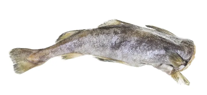 Framed Print : Frozen Headless Cod Fish Print on White Background