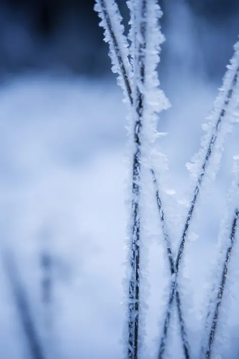 Framed Print : Frozen Straw Print from ImageBROKER Framed Print : Frozen Straw Print from ImageBROKER