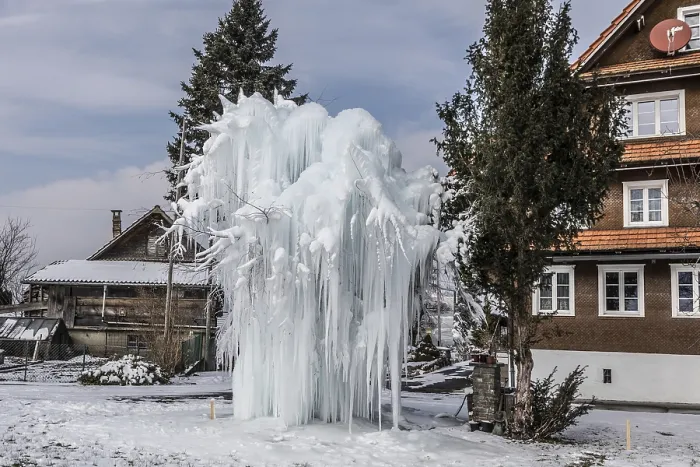 Framed Print : Frozen Tree with Long Icicles Print, Lucerne, Switzerland Framed Print : Frozen Tree with Long Icicles Print, Lucerne, Switzerland