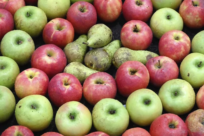 Framed Print : Fruit Apples Pears Print Framed Print : Fruit Apples Pears Print
