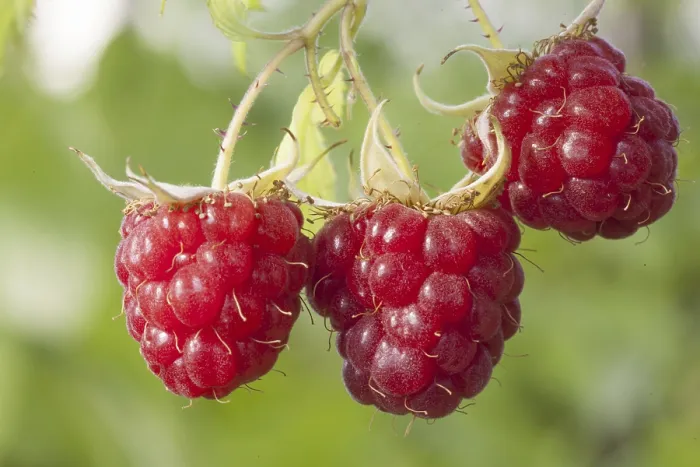 Framed Print : Raspberry Print on Wooden Branch Framed Print : Raspberry Print on Wooden Branch