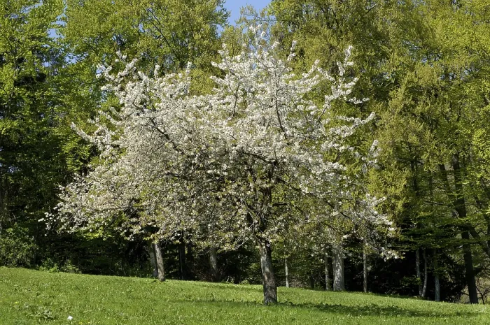 Framed Print : Fruit Tree with Cherry Blossom Print Framed Print : Fruit Tree with Cherry Blossom Print