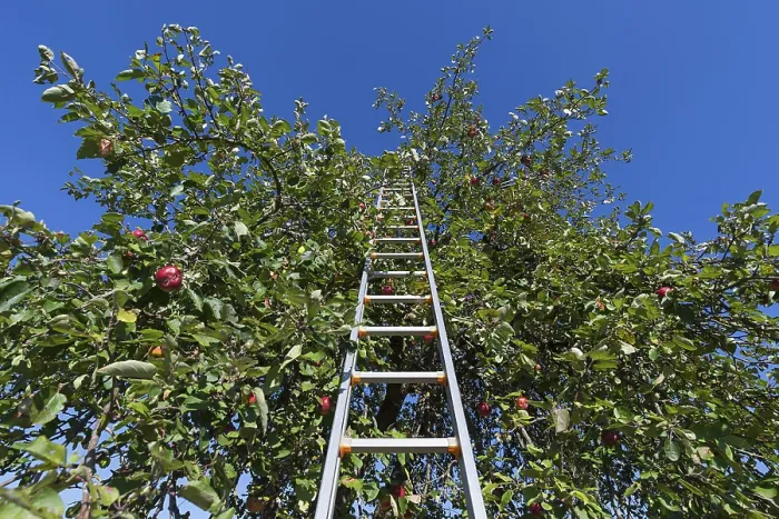 Framed Print : Fruit Tree Ladder in Apple Tree Print, Franconia, Germany Framed Print : Fruit Tree Ladder in Apple Tree Print, Franconia, Germany