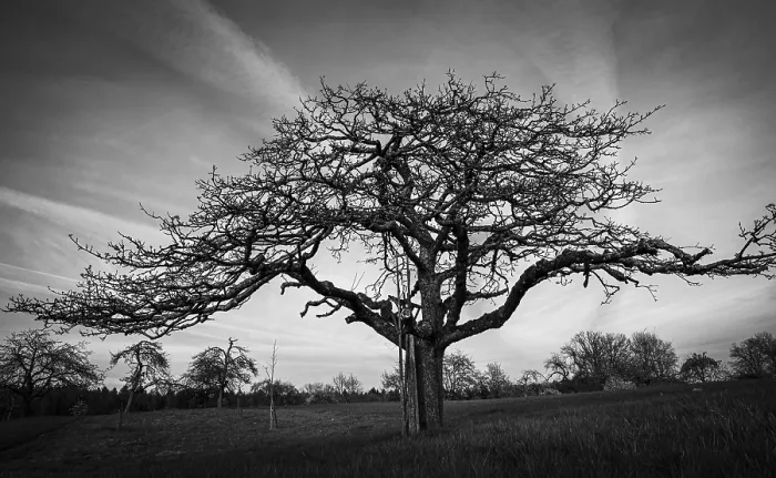 Framed Print : A Fruit Tree in a Meadow Print, Kleiner Odenwald, Germany Framed Print : A Fruit Tree in a Meadow Print, Kleiner Odenwald, Germany
