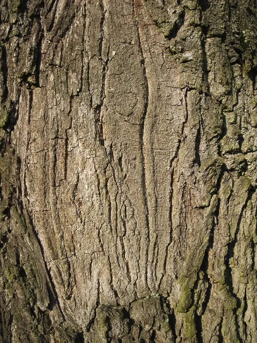 Framed Print : Full-Format Close-Up Tree Bark Print