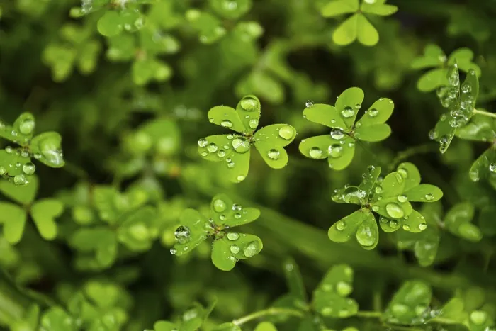 Framed Print : Full-format Print of Wet Clover (Oxalis), Madeira, Portugal Framed Print : Full-format Print of Wet Clover (Oxalis), Madeira, Portugal