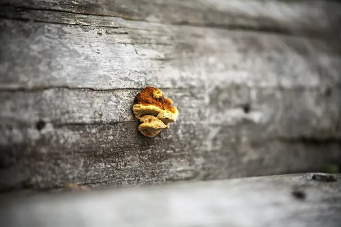 Framed Print : Selective Sharpening Print of Fungus on a Tree Framed Print : Selective Sharpening Print of Fungus on a Tree