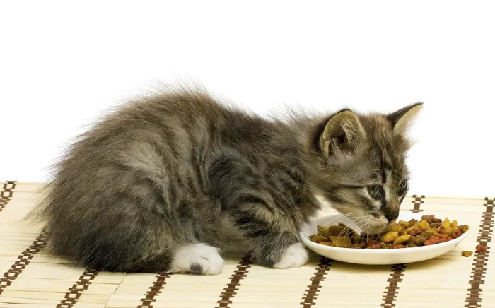 Framed Print : Funny Kitten Print Framed Print : Funny Kitten Print