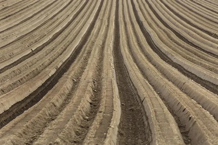 Framed Print : Furrows Print by ImageBROKER Framed Print : Furrows Print by ImageBROKER