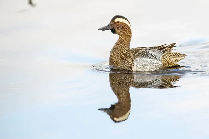 Framed Print : Gadwall Print, Lembruch, Germany