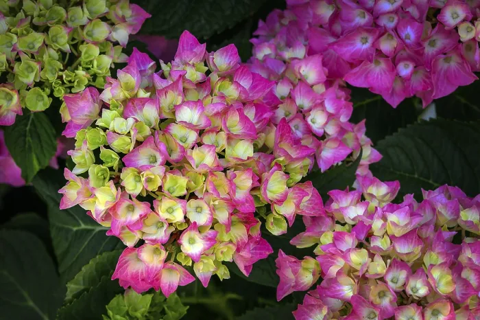 Framed Print : Garden Hydrangea Print, Allgau, Bavaria Framed Print : Garden Hydrangea Print, Allgau, Bavaria
