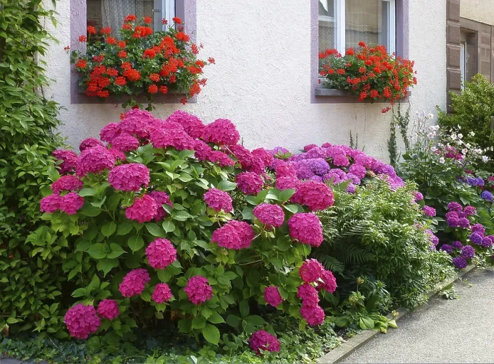 Framed Print : Front Garden Print with Hydrangeas and Geraniums Framed Print : Front Garden Print with Hydrangeas and Geraniums