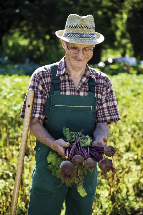 Framed Print : Gardener with Beetroot Print Framed Print : Gardener with Beetroot Print