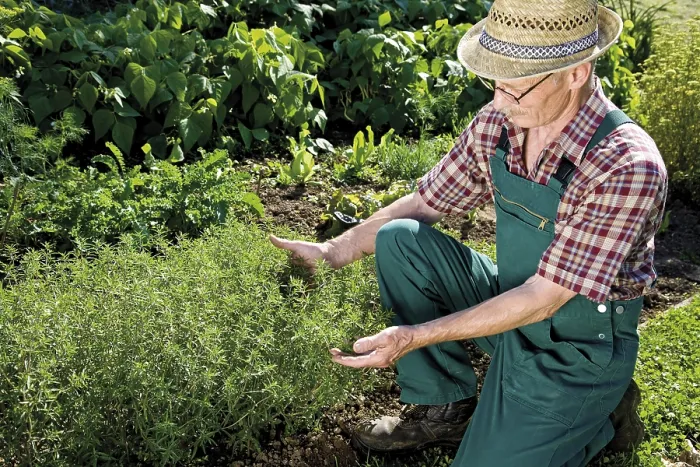 Framed Print : Gardener in front of his savory patch Print Framed Print : Gardener in front of his savory patch Print