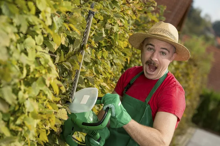 Framed Print : Gardener using a hedge trimmer Print Framed Print : Gardener using a hedge trimmer Print