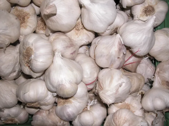 Framed Print : Garlic Print by ImageBROKER Framed Print : Garlic Print by ImageBROKER