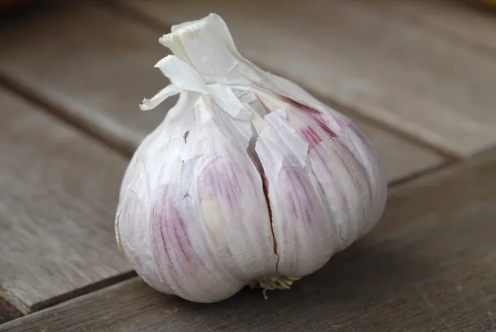 Framed Print : Garlic Print by imageBROKER Framed Print : Garlic Print by imageBROKER