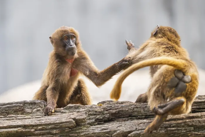 Framed Print : Gelada Monkeys Arguing, Captive Print, Germany Framed Print : Gelada Monkeys Arguing, Captive Print, Germany