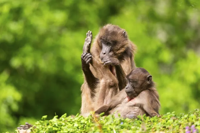 Framed Print : Two Gelada Female Eavesdrop, Captive Print Framed Print : Two Gelada Female Eavesdrop, Captive Print