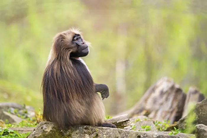 Framed Print : Gelada (Theropithecus gelada) Print, Captive, Africa Framed Print : Gelada (Theropithecus gelada) Print, Captive, Africa
