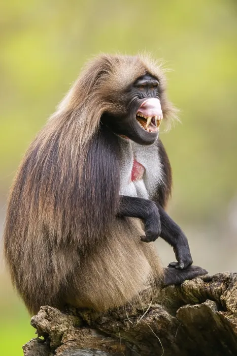 Framed Print : Gelada (Theropithecus gelada) Print - Captive Africa Framed Print : Gelada (Theropithecus gelada) Print - Captive Africa