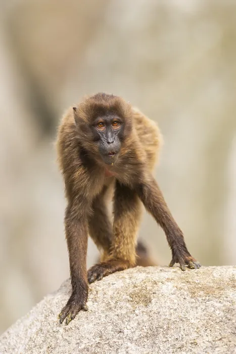 Framed Print : Gelada (Theropithecus gelada) Print - Germany Framed Print : Gelada (Theropithecus gelada) Print - Germany
