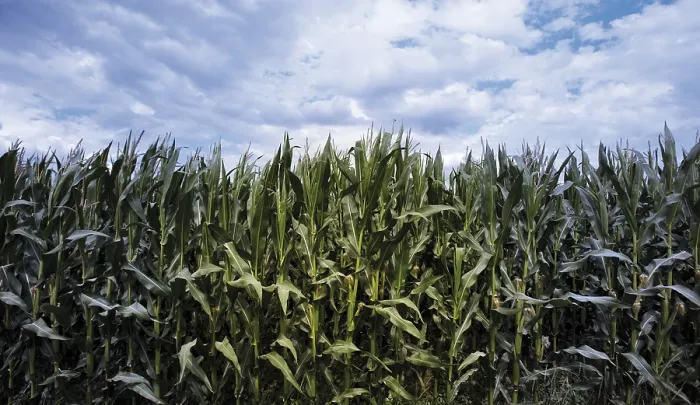 Framed Print : Genetically Modified Maize Print Framed Print : Genetically Modified Maize Print