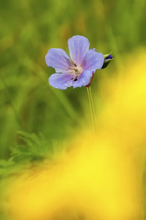 Framed Print : Geranium pratense Print - High Size Framed Print : Geranium pratense Print - High Size